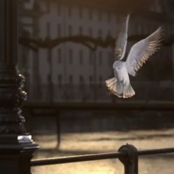 Picture of white bird flying with building behind it