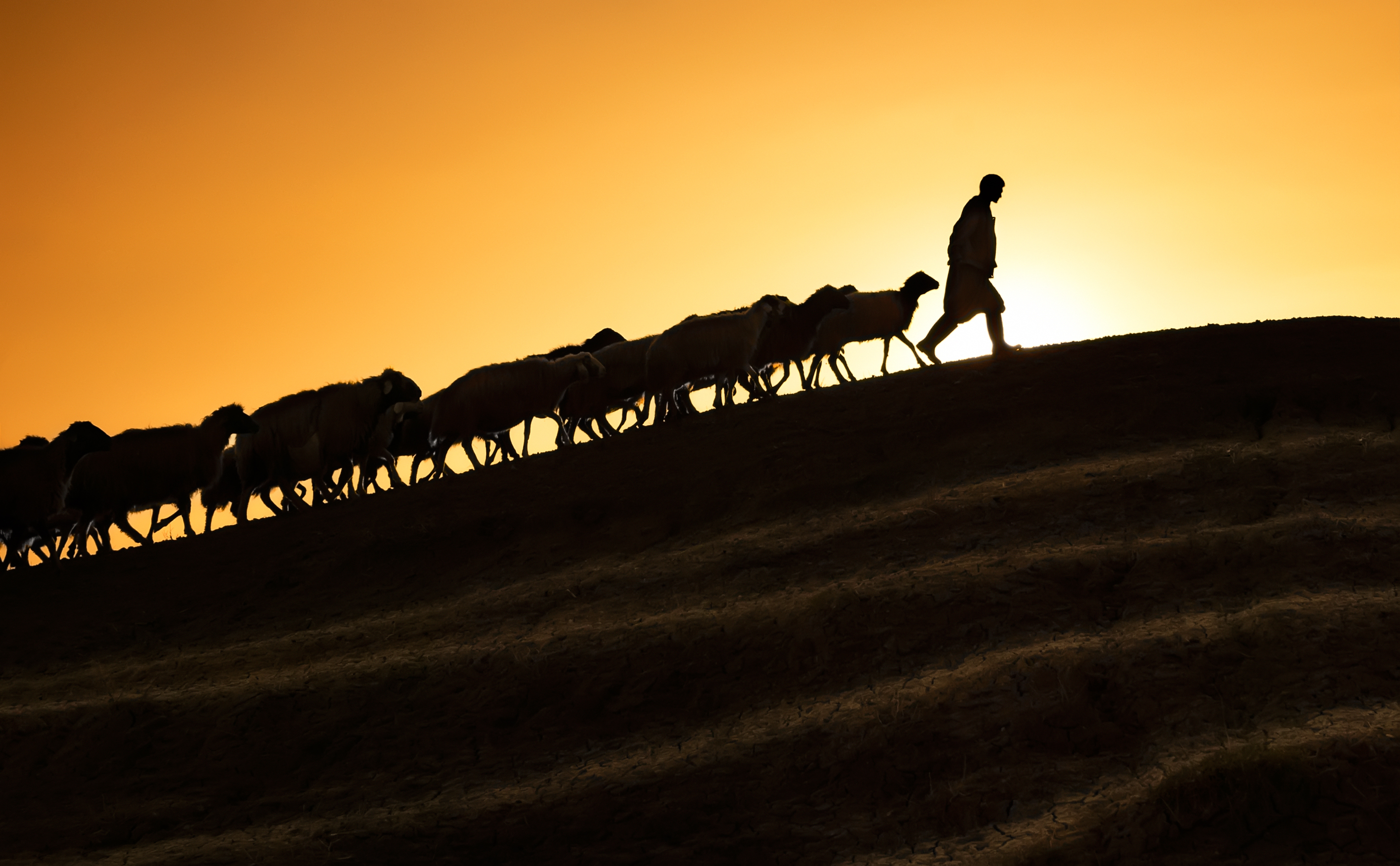 The Shepherd’s Voice