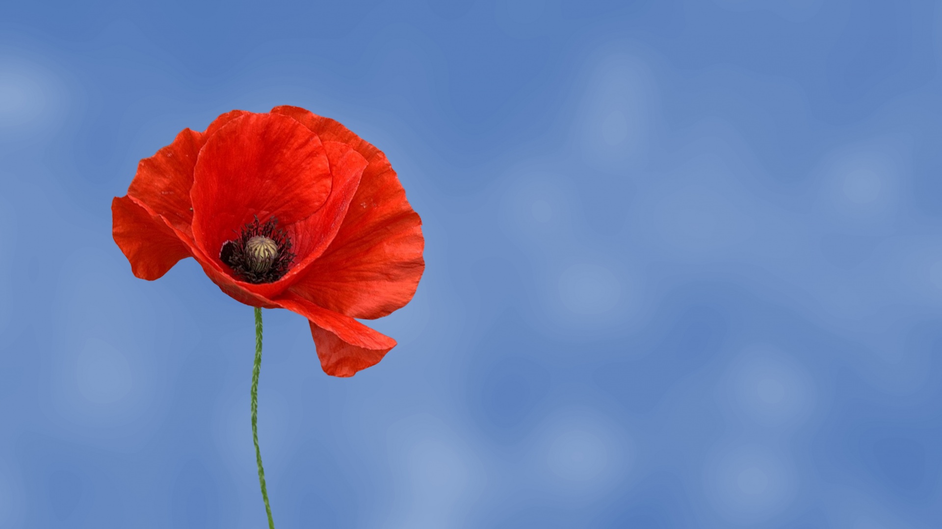 Religious conscience and tall poppy syndrome